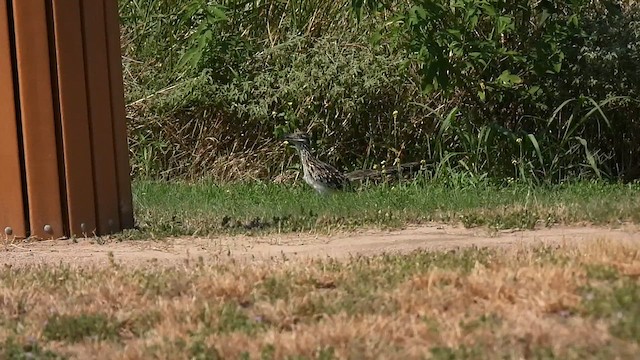 Greater Roadrunner - ML641376697