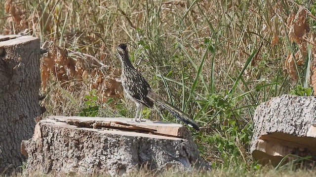 Greater Roadrunner - ML641376701