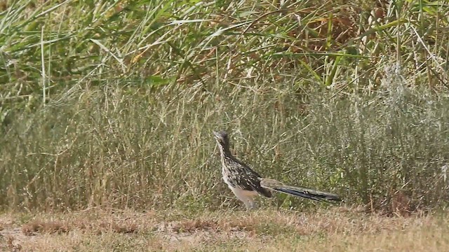 Greater Roadrunner - ML641376703