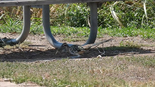 Greater Roadrunner - ML641376713