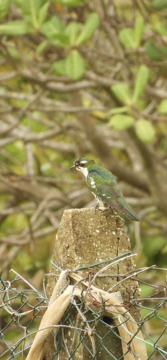 Dideric Cuckoo - ML641376784