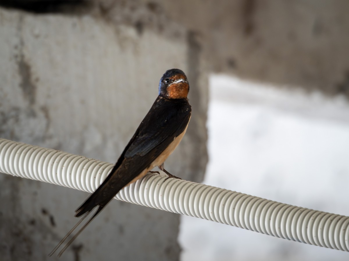 Barn Swallow - ML641376797