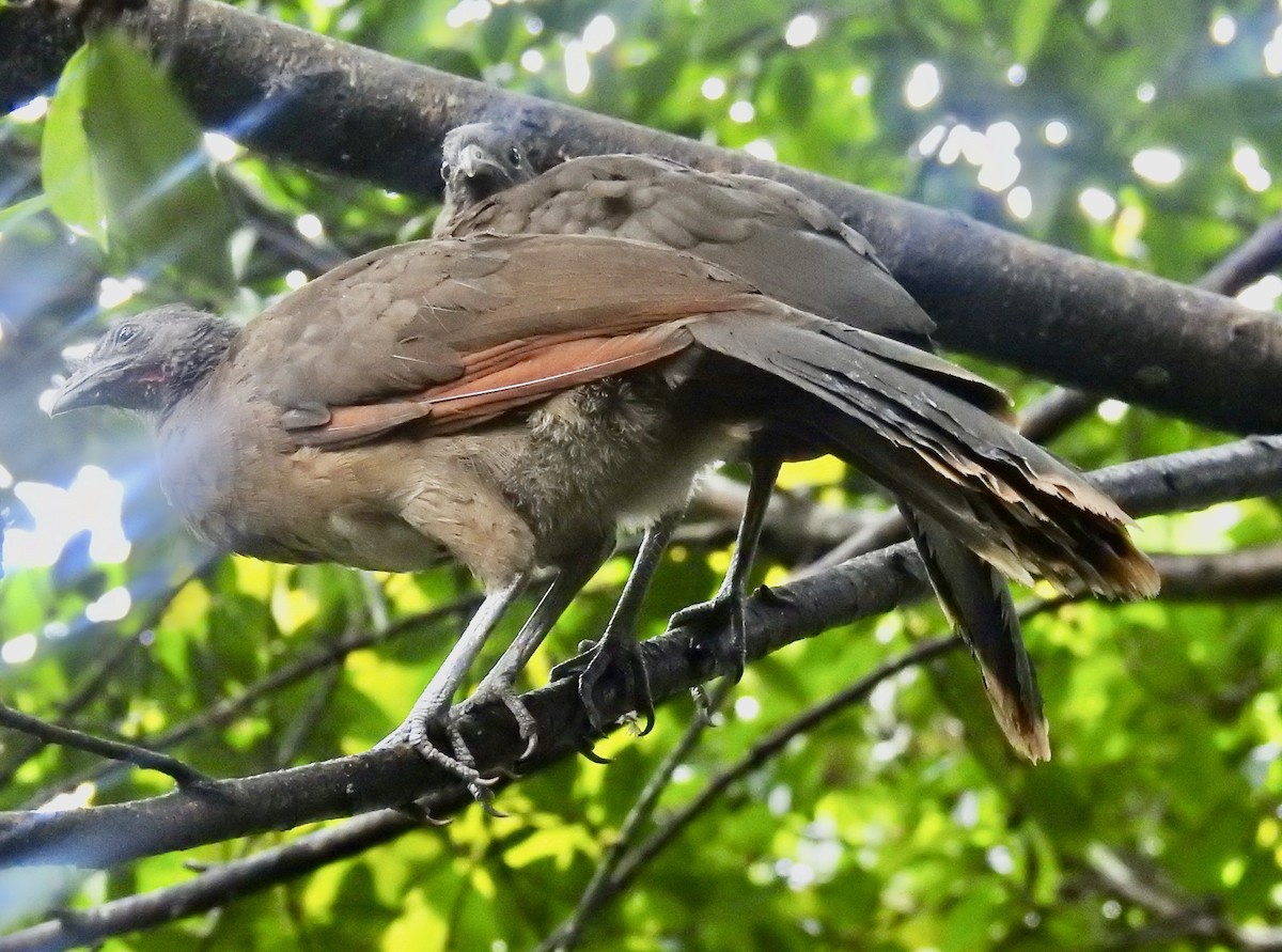 Gray-headed Chachalaca - ML641376835