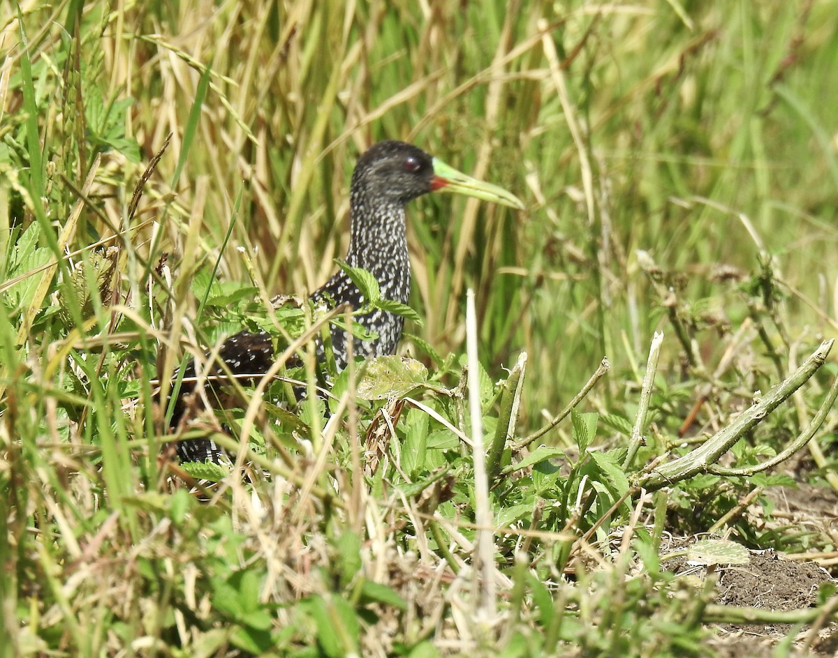 Spotted Rail - ML641376847