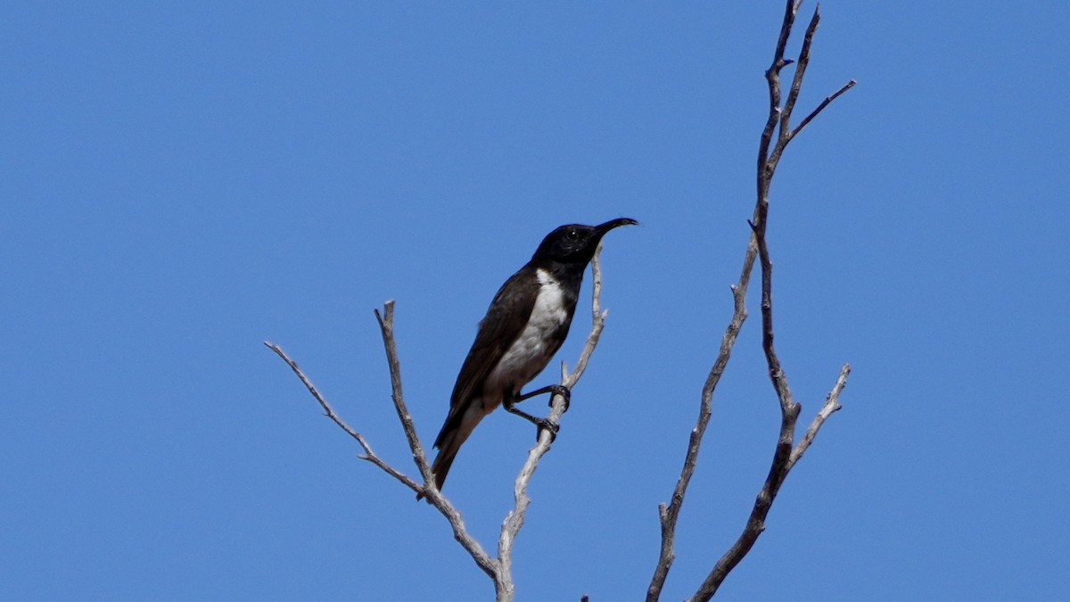Black Honeyeater - ML641376869