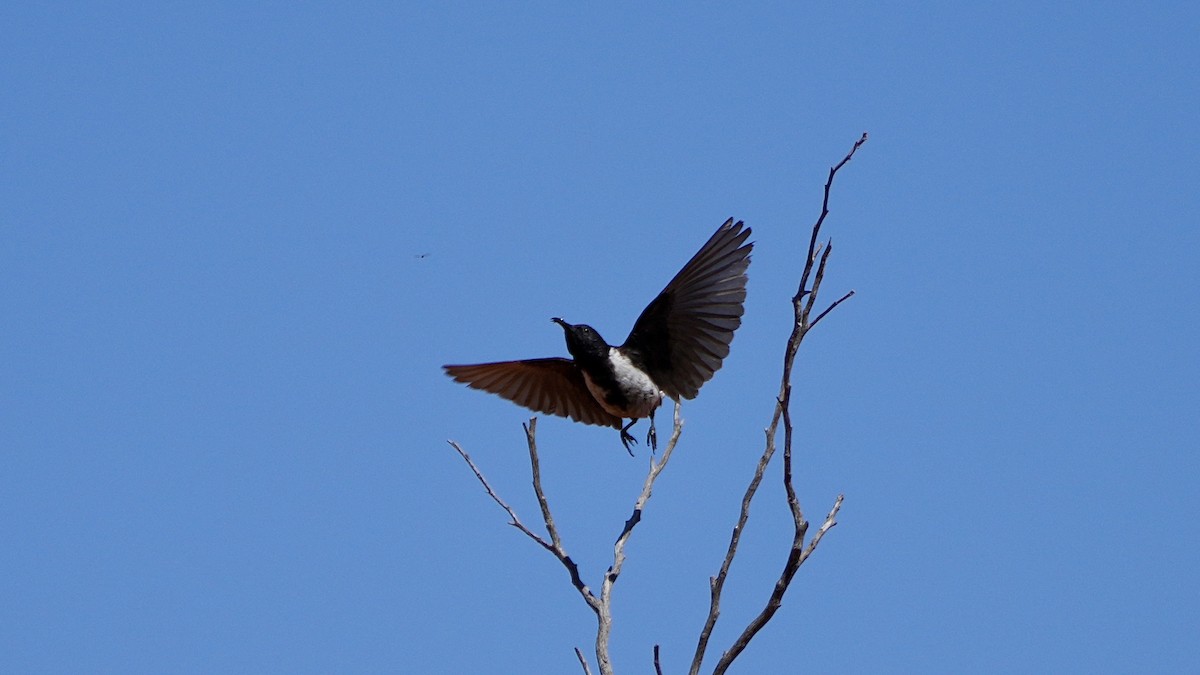 Black Honeyeater - ML641376870