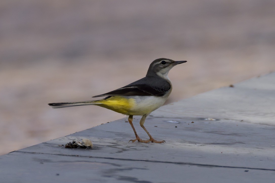 Gray Wagtail - ML641376872