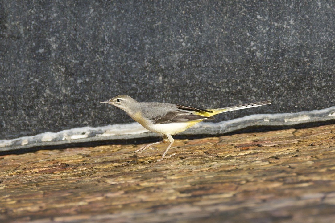 Gray Wagtail - ML641376873