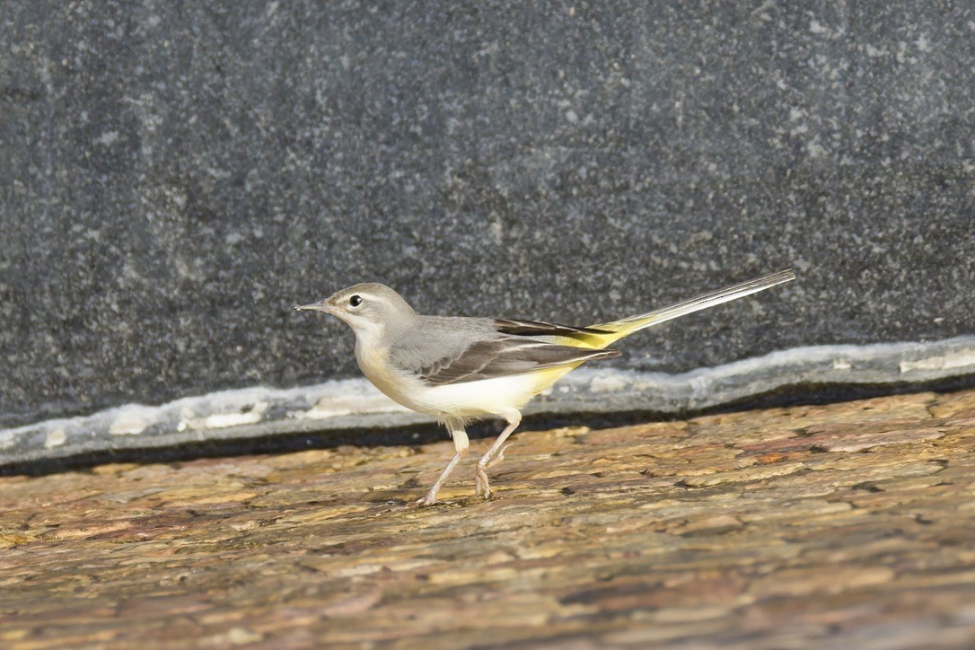 Gray Wagtail - ML641376874