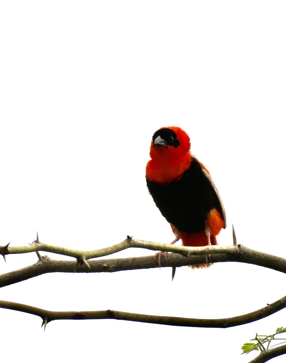 Northern Red Bishop - ML641376888