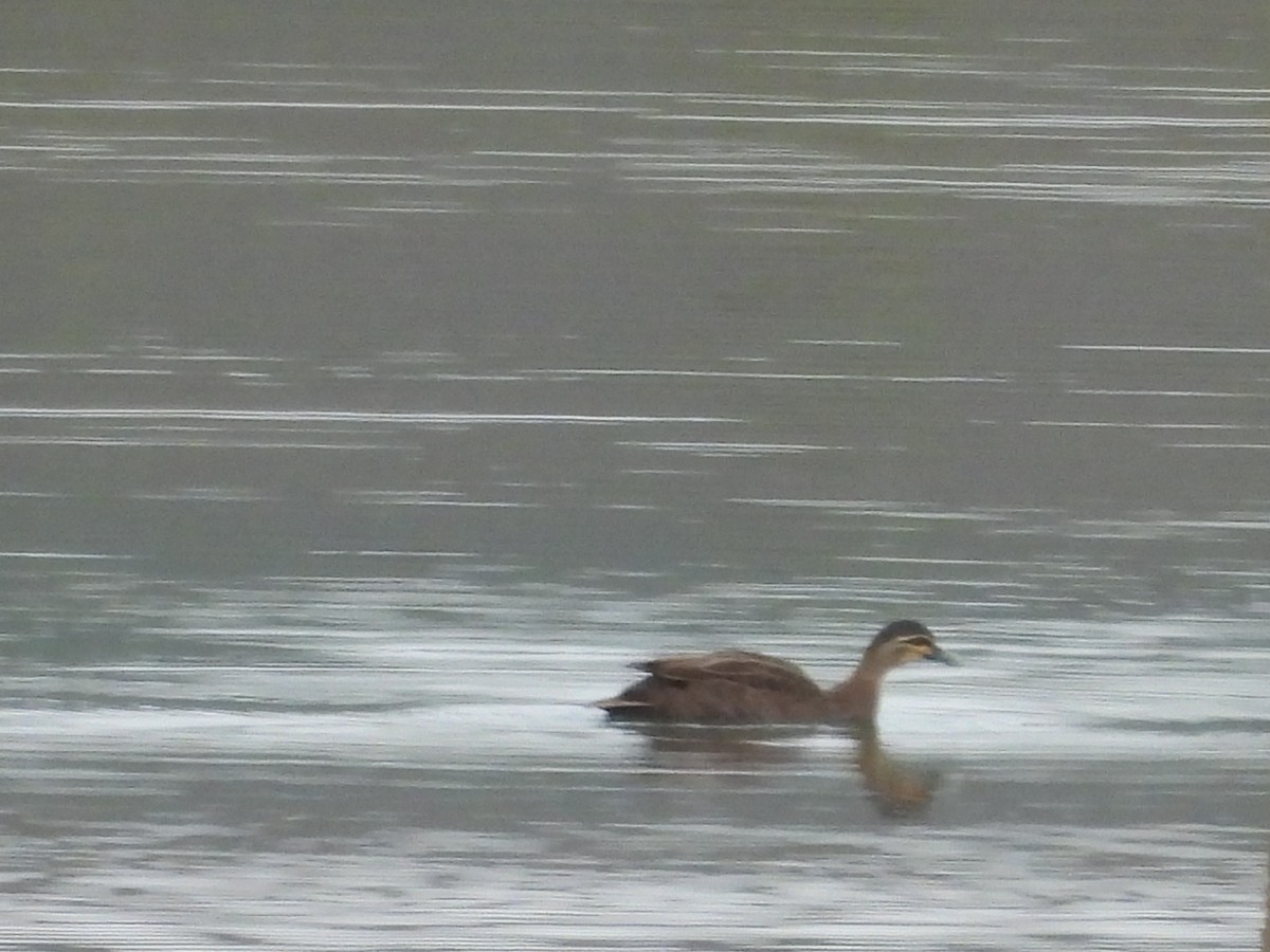 Pacific Black Duck - ML641376916