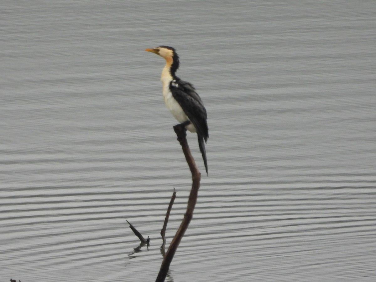 Little Pied Cormorant - ML641376926