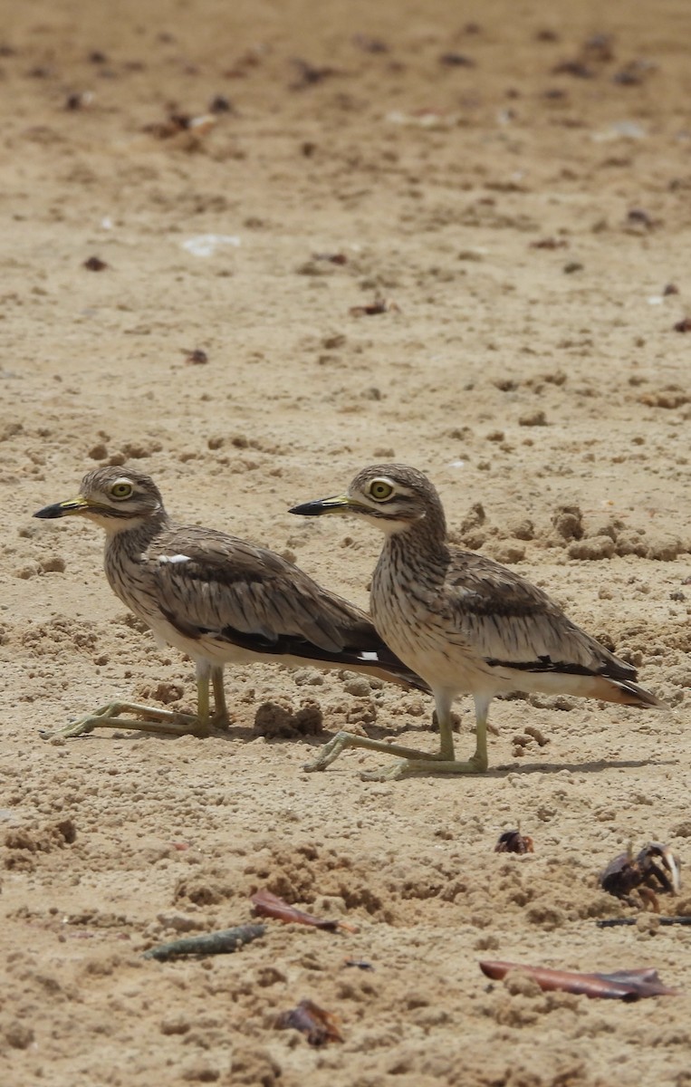Senegal Thick-knee - ML641376952