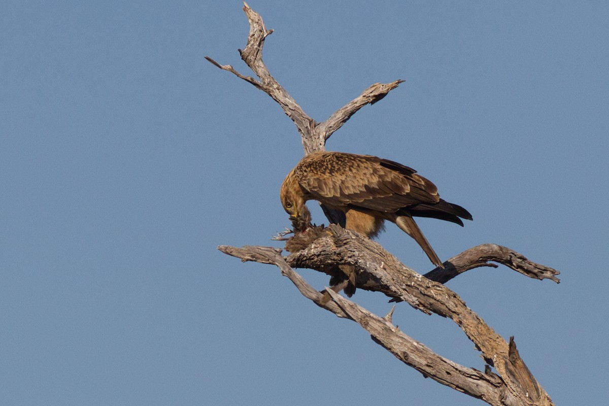 Tawny Eagle - ML641376966