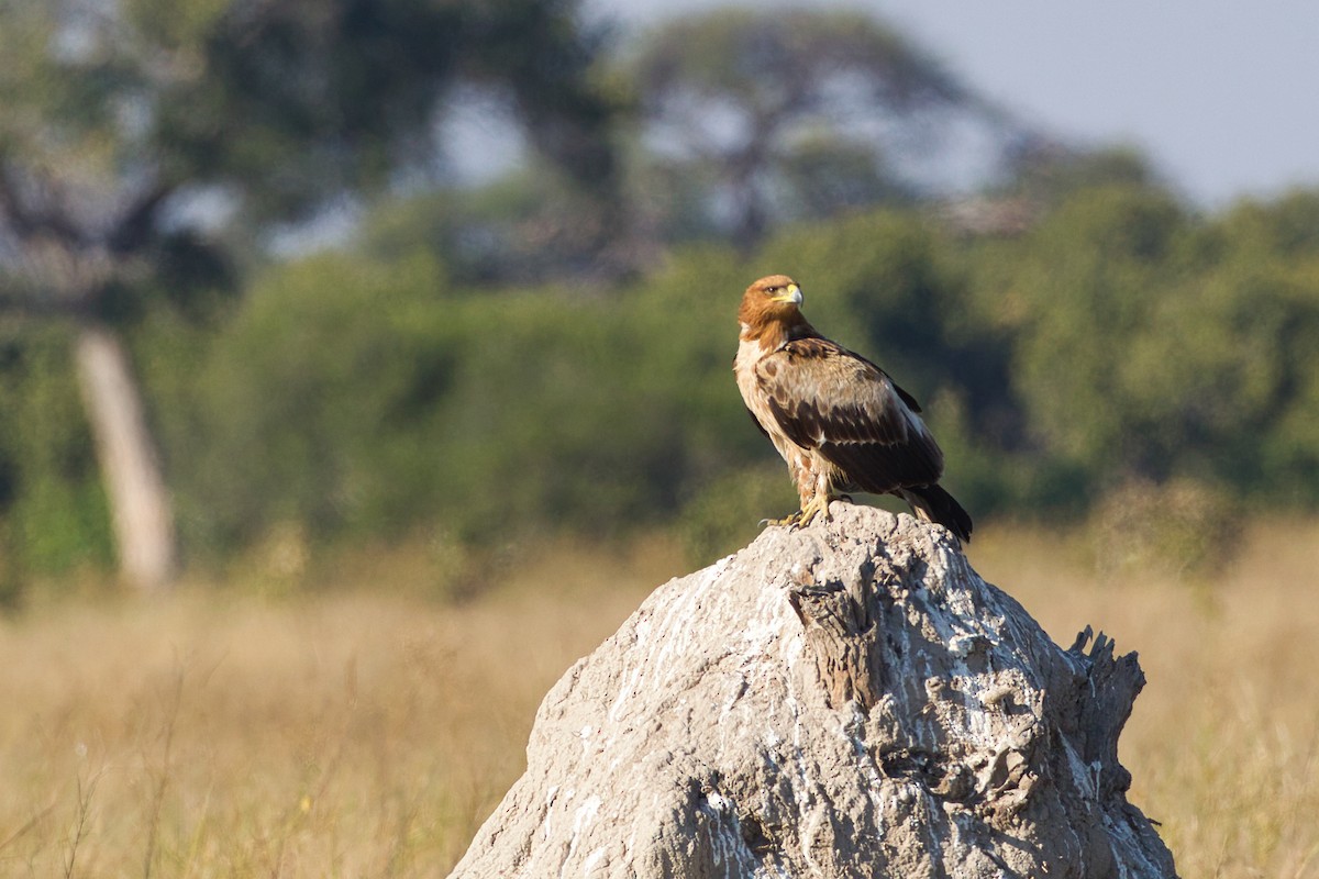 Tawny Eagle - ML641376967