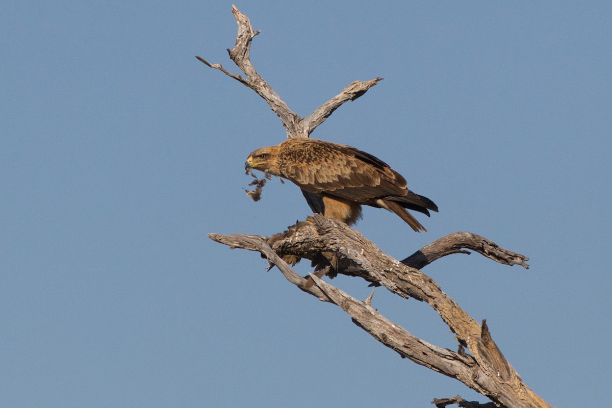 Tawny Eagle - ML641376968