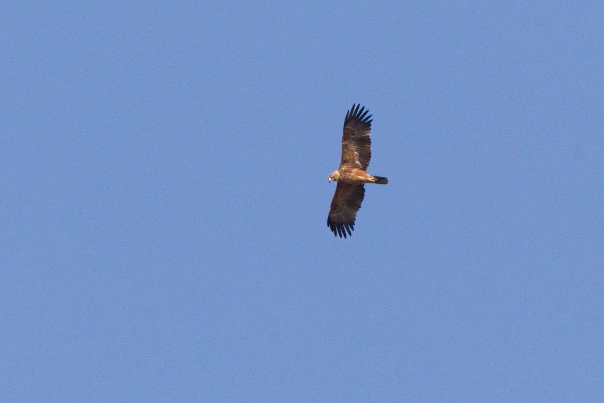 Tawny Eagle - ML641376969
