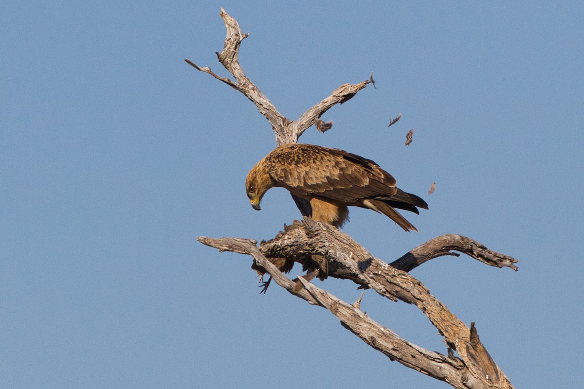 Tawny Eagle - ML641376970