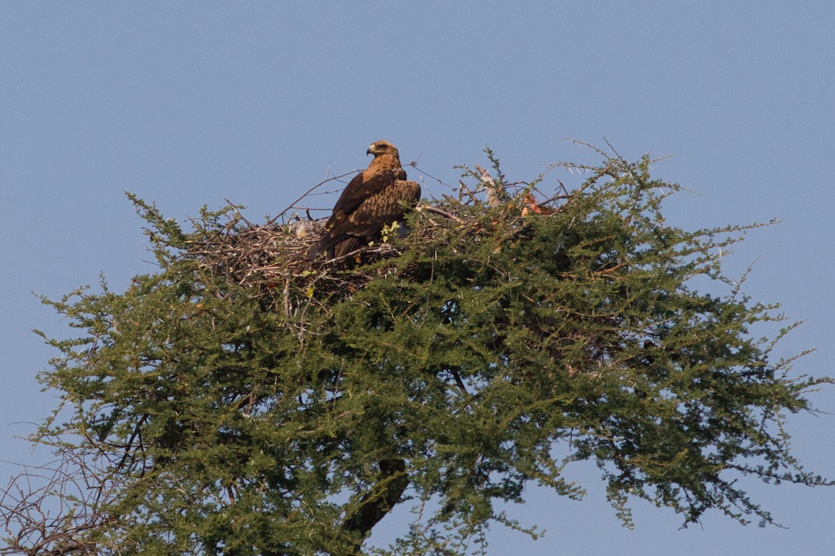 Tawny Eagle - ML641376971