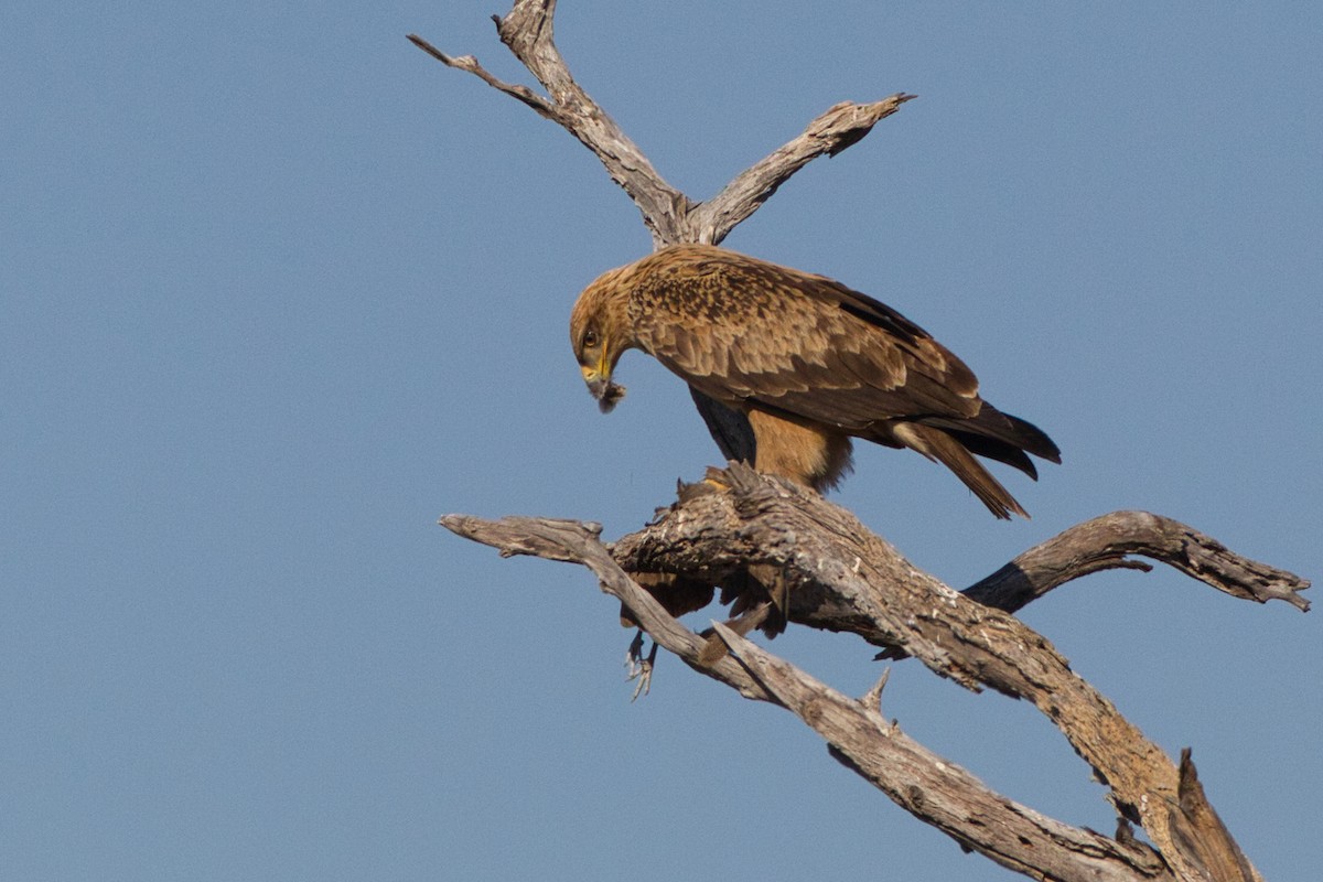 Tawny Eagle - ML641376972