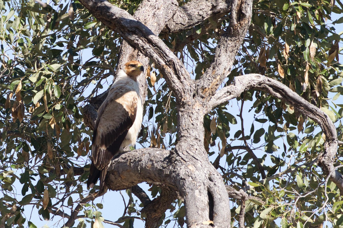 Tawny Eagle - ML641376973