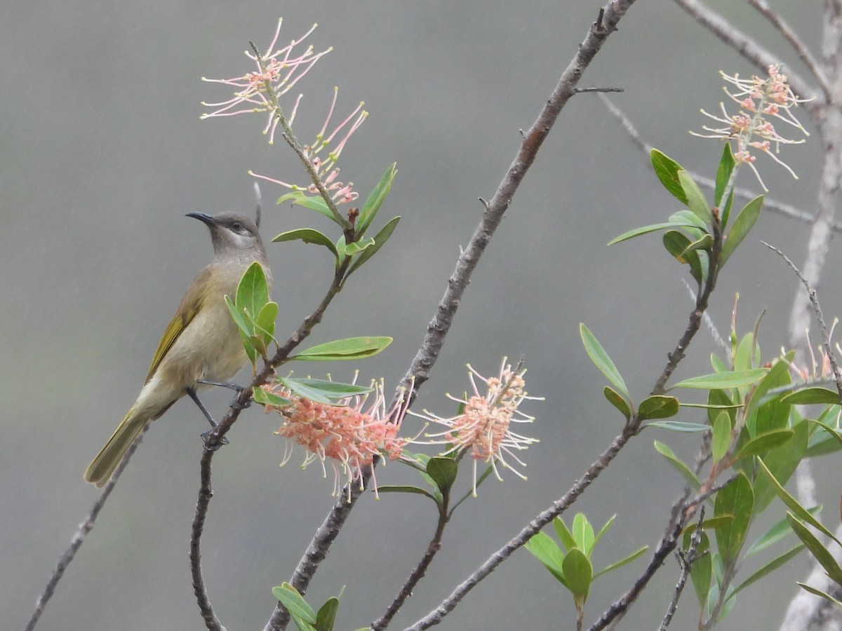 Dark-brown Honeyeater - ML641376998