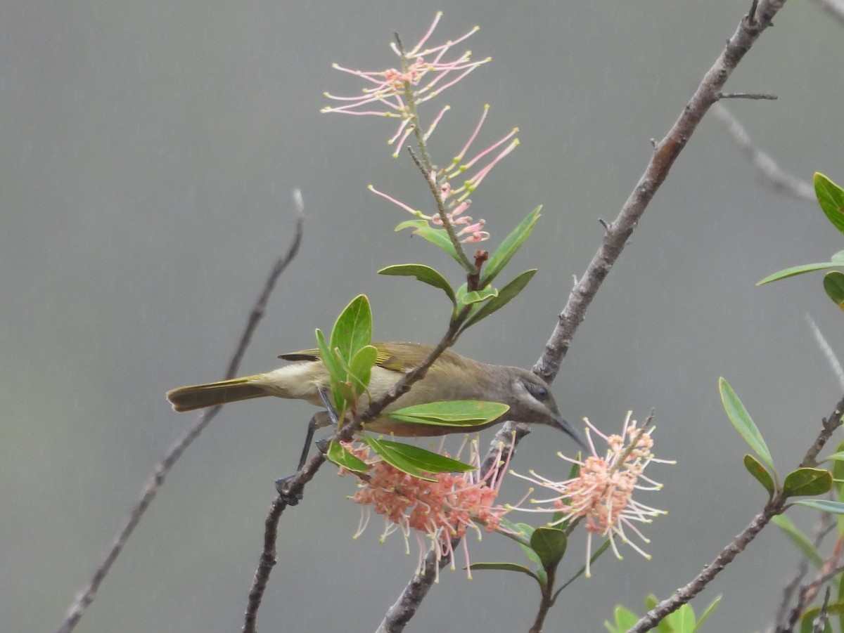 Dark-brown Honeyeater - ML641376999