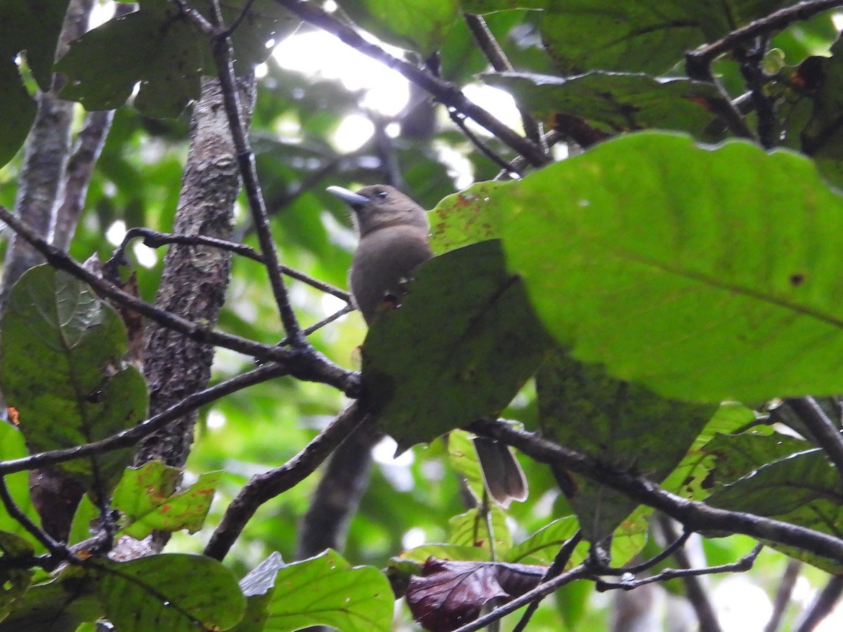 Southern Shrikebill - ML641377050