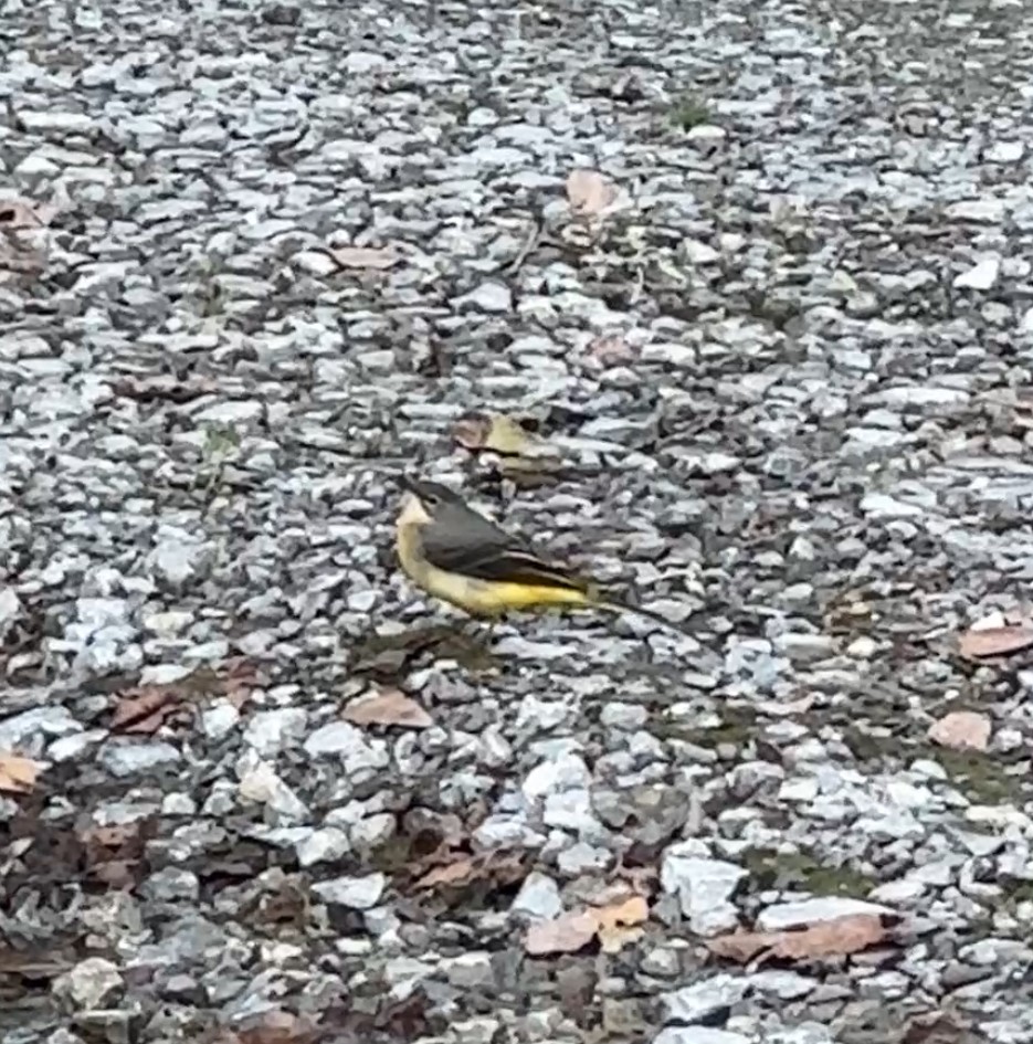 Gray Wagtail - ML641377056