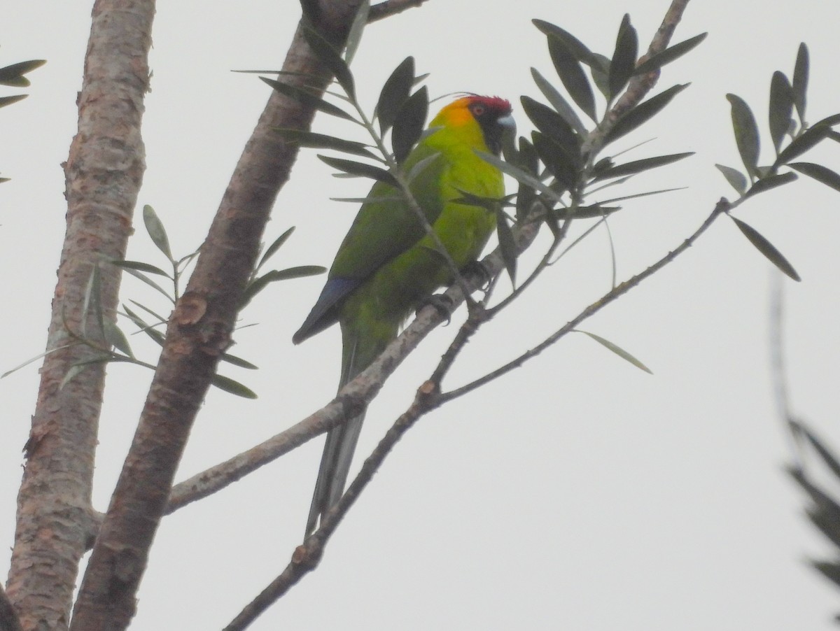 Horned Parakeet - ML641377073