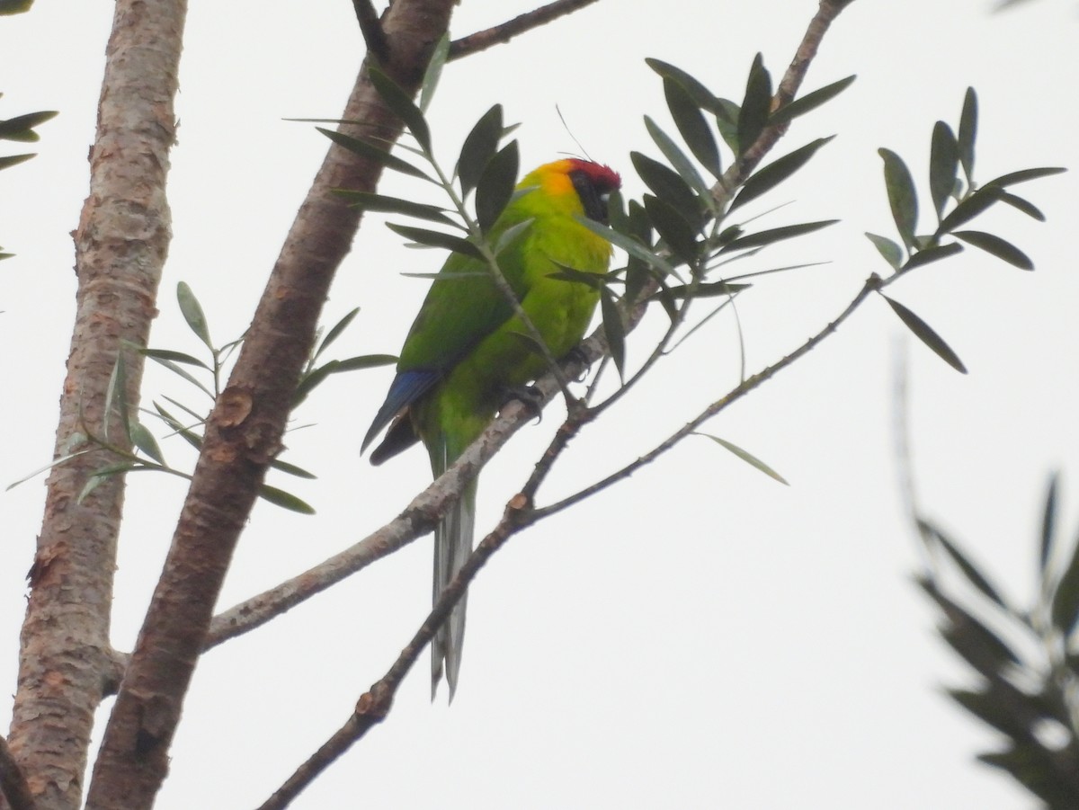 Horned Parakeet - ML641377074