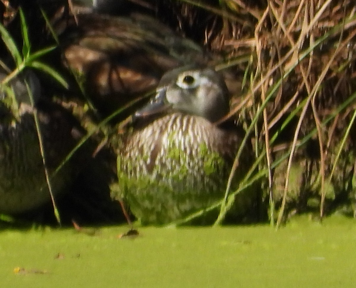 Wood Duck - ML641377076