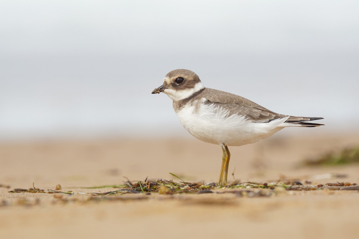 Common Ringed Plover - ML641377112
