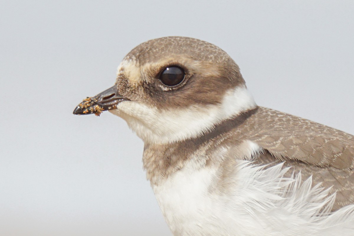 Common Ringed Plover - ML641377115