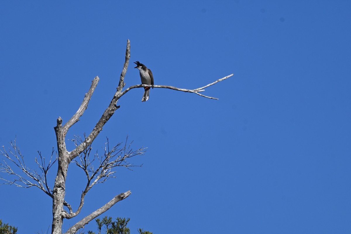 Red-whiskered Bulbul - ML641377149