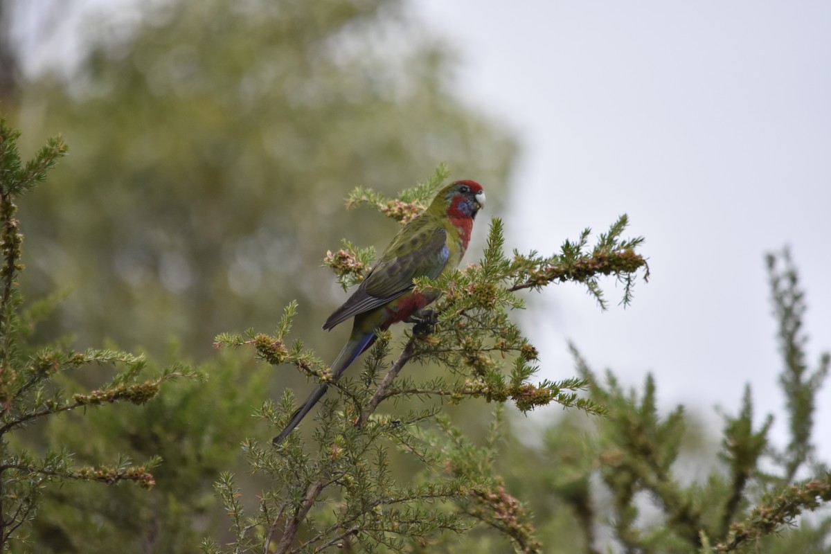 Crimson Rosella - ML641377153