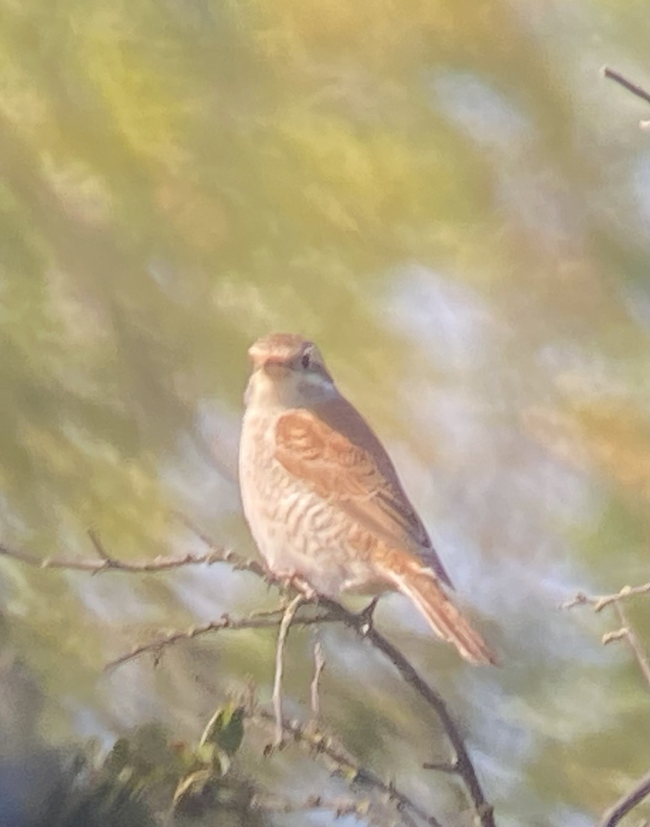 Red-backed Shrike - ML641377169