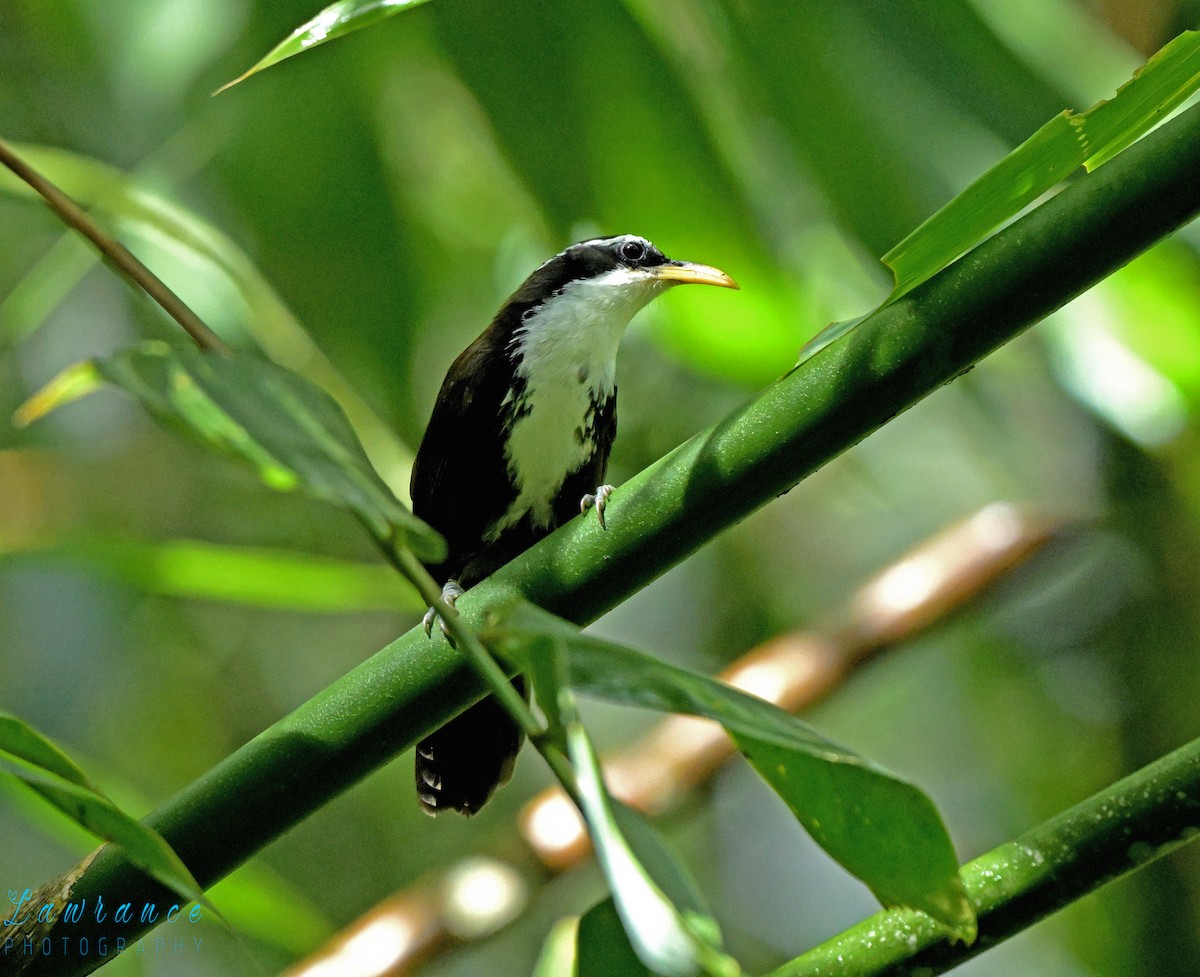 Indian Scimitar-Babbler - ML641377203