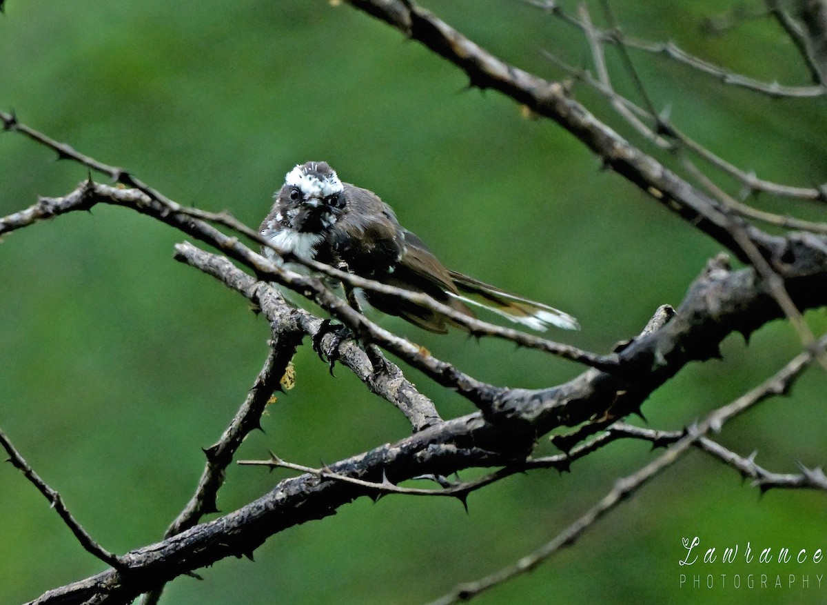 White-browed Fantail - ML641377250
