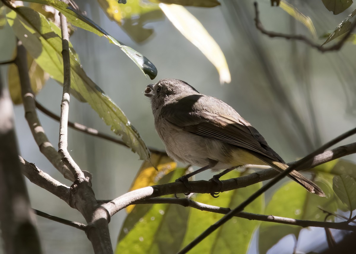 Golden Whistler (Eastern) - ML641377264