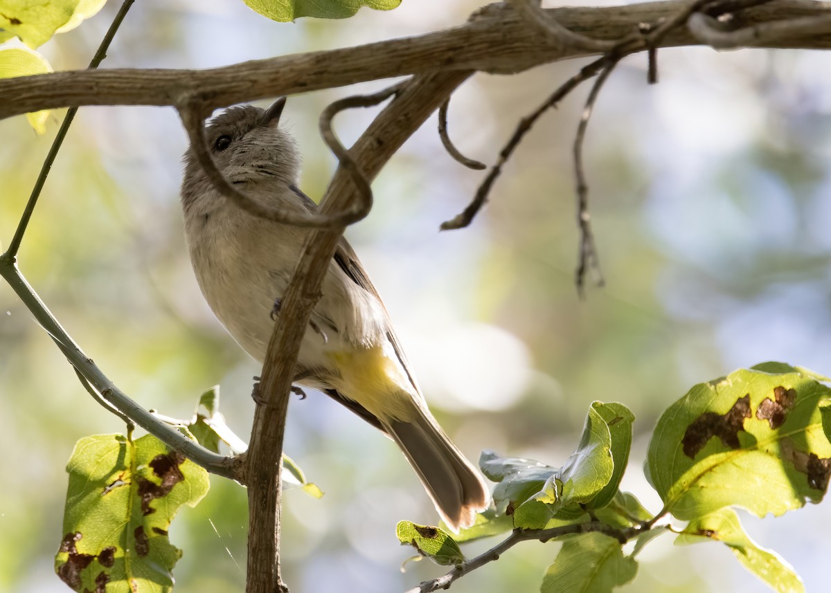 Golden Whistler (Eastern) - ML641377265