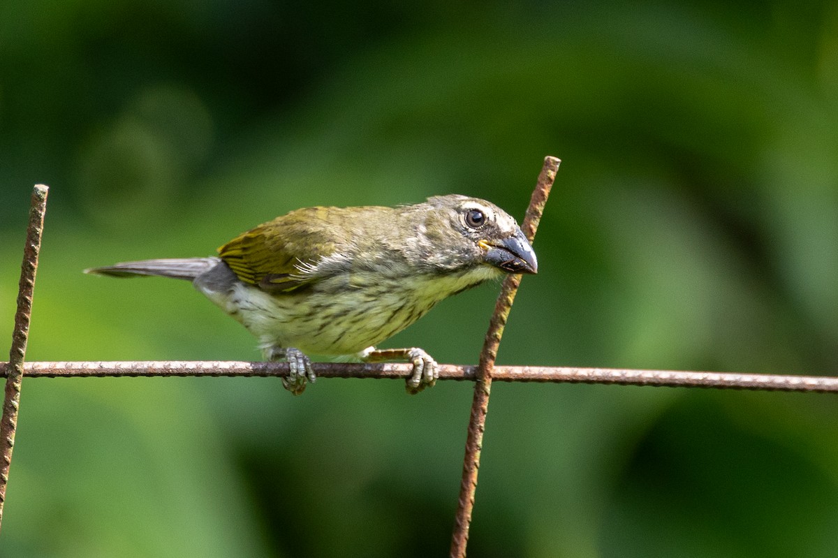 Streaked Saltator - ML641377266