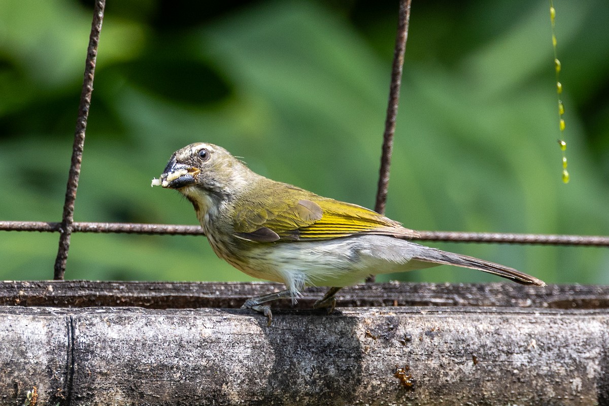 Streaked Saltator - ML641377267