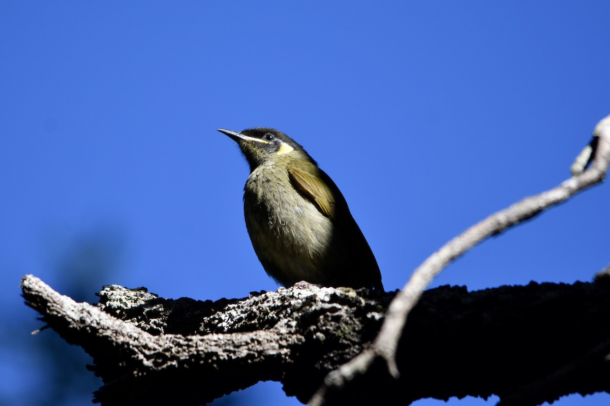 Lewin's Honeyeater - ML641377274