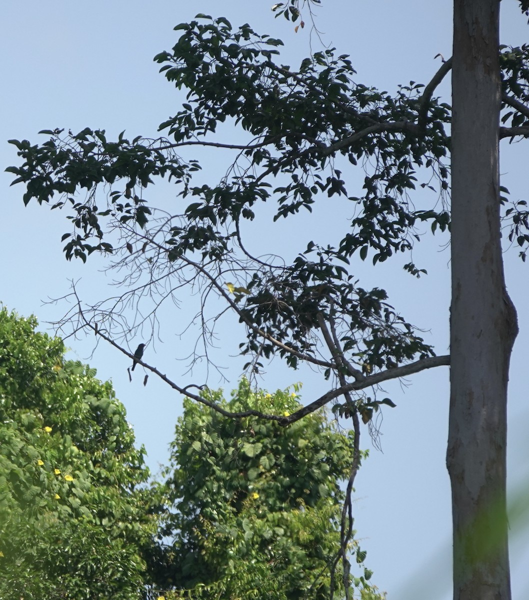 Dollarbird - ML641377282