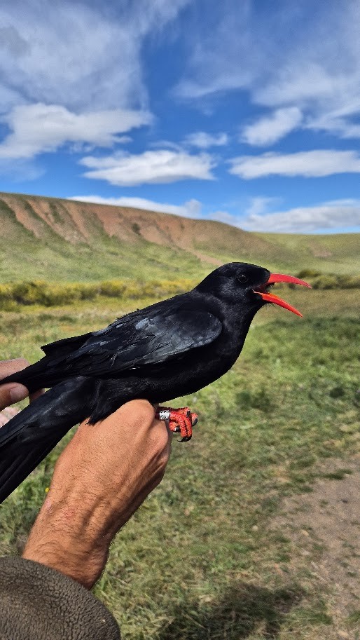 Red-billed Chough - ML641377287