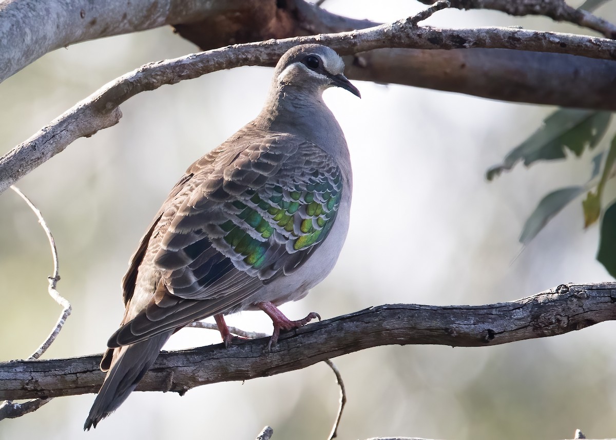 Common Bronzewing - ML641377291