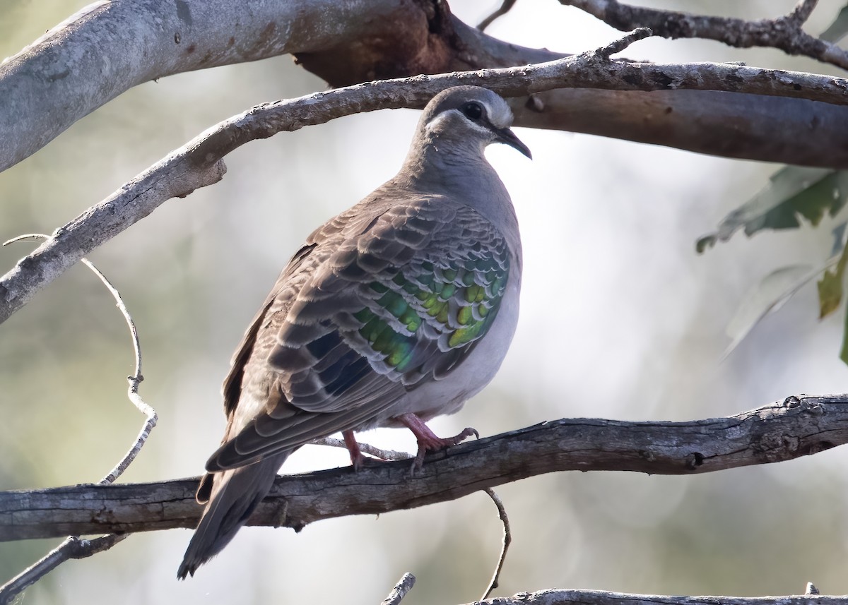 Common Bronzewing - ML641377292