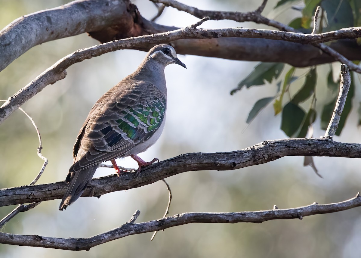 Common Bronzewing - ML641377295