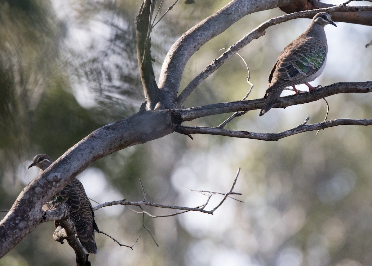 Common Bronzewing - ML641377296